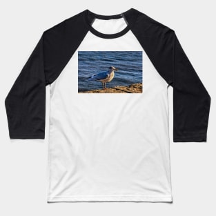 A seagull in Bridlington Baseball T-Shirt